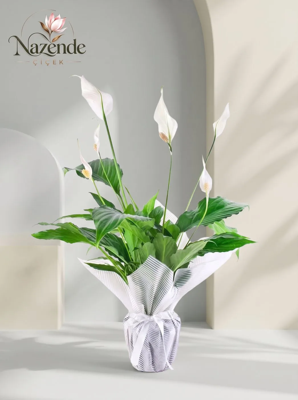 Barış Çiçeği (Spatifilyum) – Hediye Paketli – Bursa çiçek siparişi