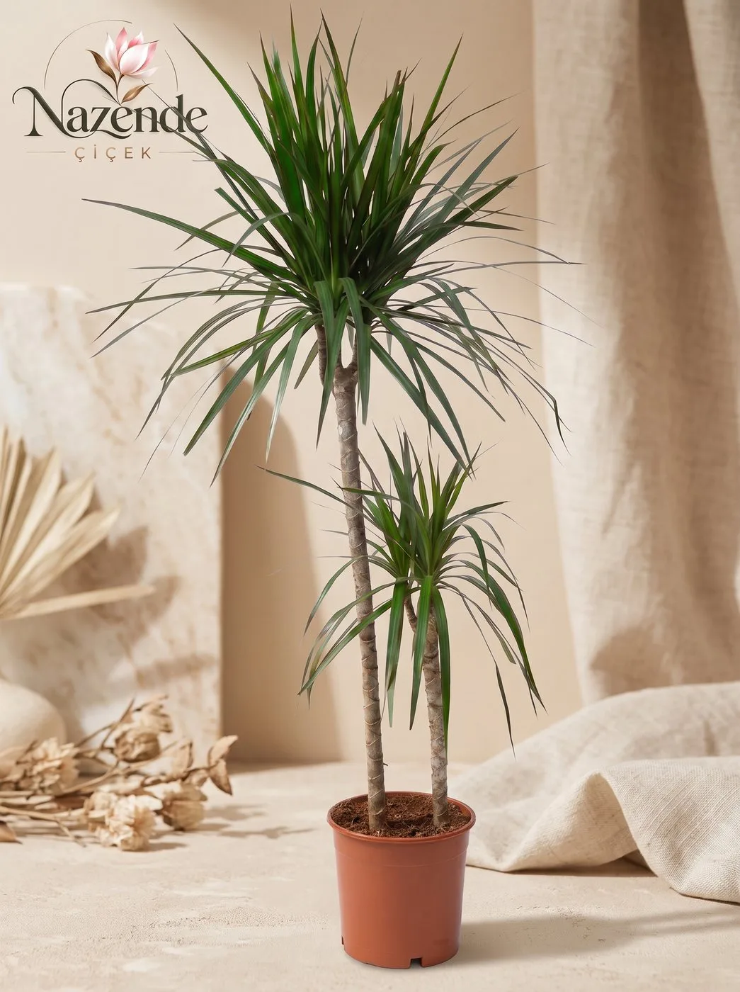 Marginata (Çiftli) – Bursa çiçek siparişi