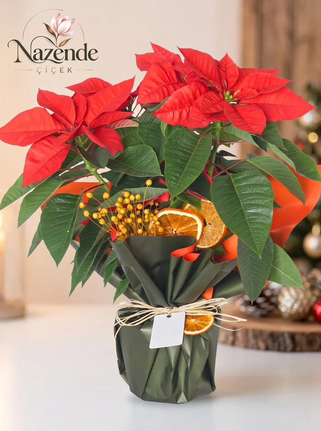 Red Majesty Poinsettia (Atatürk Çiçeği) – Bursa çiçek siparişi